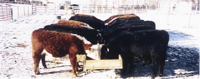 Calves at Bunk