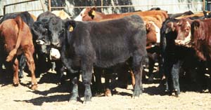 Kittleson Calves